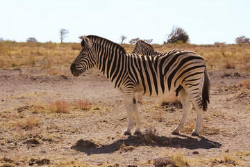 Fototapeta na wymiar Wilde Zebras in der Savanne von Namibia Süd Afrika