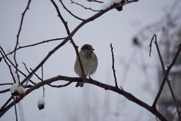 Winter sparow