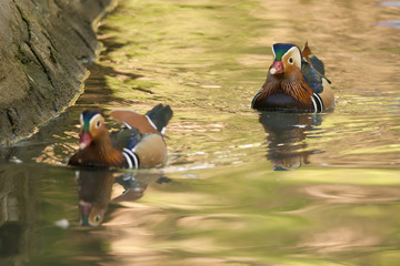 Two Mandarin Duck Drakes
