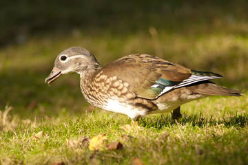 Mandarin Duck female