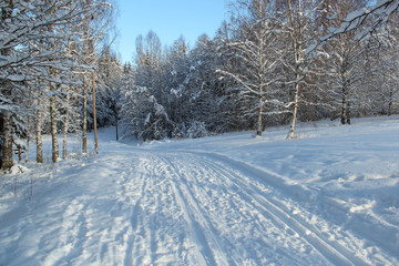 Fototapeta premium Ski trails in Swedish forest