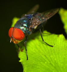 red eye fly