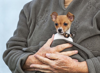 tiny toy fox terrier puppy being held in a fleece jacket