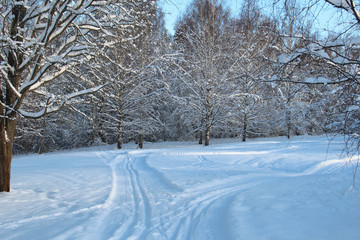 Ski trails in Swedish forest