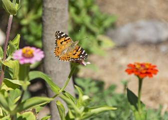 orange painted lady butterfly on zinnia flower