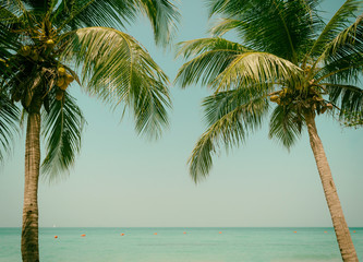 Fototapeta na wymiar Palm Coconut beach sea sky in the summer of the holiday vintage