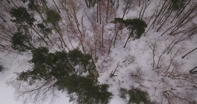 Aerial view of Winter forest