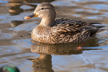 Mallard Duck female on water