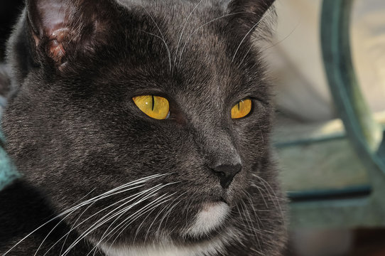Katzenaugen