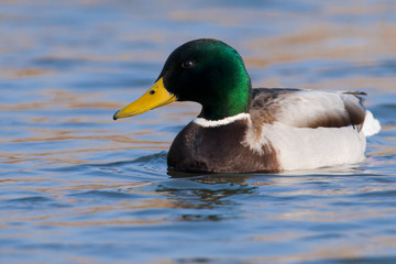 Mallard Duck male