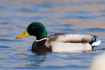 Obraz premium Mallard Duck male