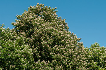 Blühende Kastanienbäume