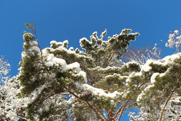 snowy tree against a blue sky