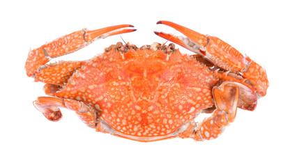 Top of steamed blue crab isolated on white background