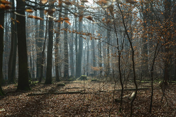 Forest area in Frankfurt, Germany. 