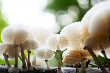 Mushrooms in the forest. Frankfurt, Germany. 