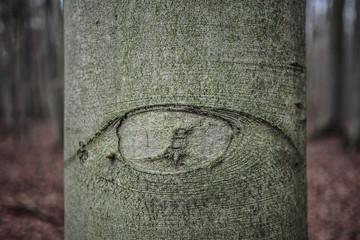 Real tree with a texture that looks like an eye. Forest, Frankfurt, Germany. 