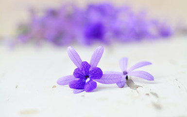 Petrea volubilis on white chair with purple flowers background.