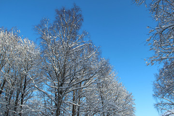 Snowy trees against a blue sky