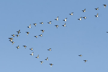 Fototapeta premium Tufted Duck Flock in flight