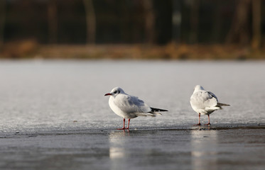 Seagull standing on a frozen lake