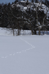 雪とカモシカの足跡