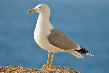 Fototapeta na wymiar Seagull