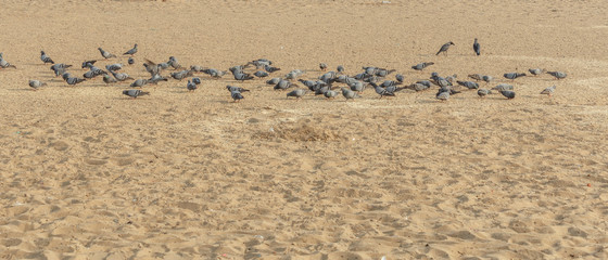 group of pigeons at marina beach chennai india