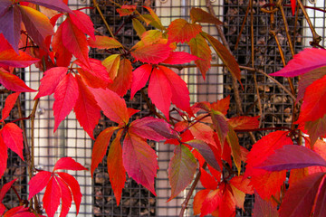 Bright red virginia creeper on a wall