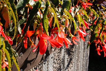 Red vining flowers on a fence