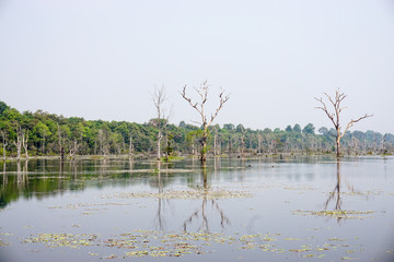 Strange park with green and dried trees outside city