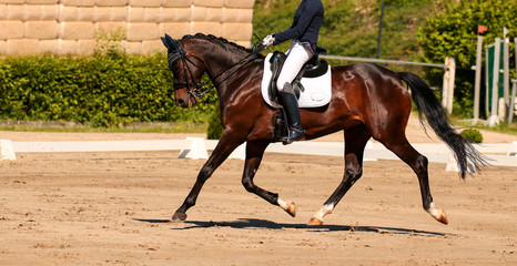 Horse in close-up on the warm-up area before the dressage competition, worked on!.