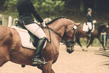 Horse in close-up on the warm-up area before the dressage competition, worked on!.