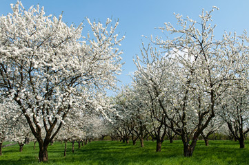 Fototapeta premium Kirschbaumblüte