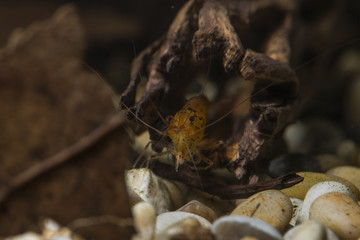 orange tiger prawn looks out of a dried cactus
