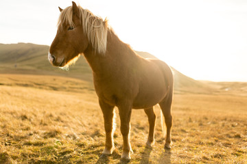Iceland Horse during Sunset at southern Icelandic Coast - Iceland Pony