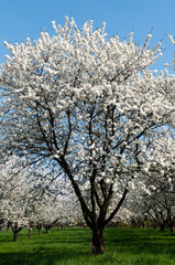 Fototapeta premium Blühende Kirschbäume