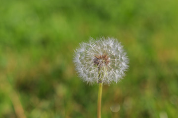 Beautiful close up shot of Taraxacum