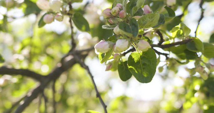 Slow motion pan shot of of apple tree with pink flowers in a garden