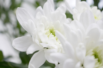 Obraz na płótnie Canvas Closeup of white Chrysanthemum flowers with green blurred background
