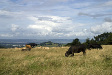 Cattle roam freely on Rodborough Common above the Severn Vale, Gloucestershire, UK