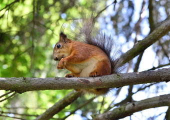 Cute red squirrel eating a nut on the tree branch