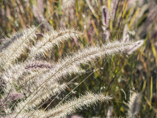 Miscanthus in afternoon backlight shiny