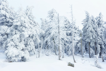 Winterwald auf dem Brocken
