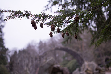 pinecones