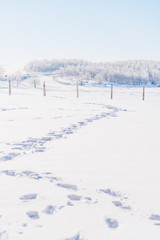 Winter landscape, white snow field with footprints on snow and white forest in winter, vertical composition