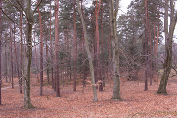 trees