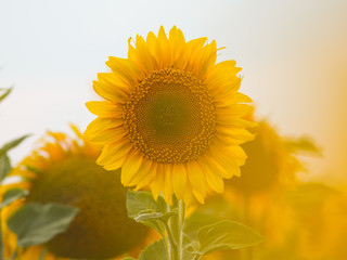 Sunny sunflower in the meadow
