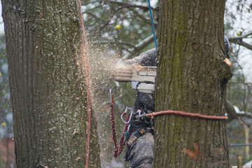 the Wizard removes the tree. Woodman