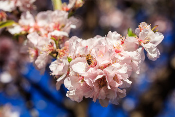 Springtime. Honey bee gathering pollen from almond tree blossoms